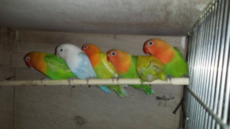 4 jongen op rij met de ouders.